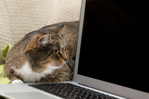 online resources for cats