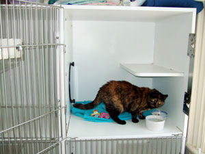 cat condo at the cat clinic, serving plymouth, duxbury, kingstwon and carver, ma.