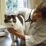 Cat Veterinarian, Dr Kelley, Cat Clinic Plymouth, MA