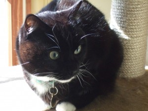 Finn - black and white boy cat