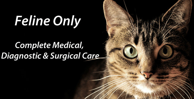 Cat Clinic Plymouth Ma