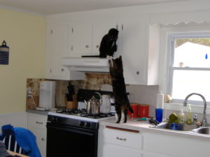 Cat toxic household cleaners