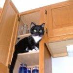 Indoor Cat Vaccinated for Rabies