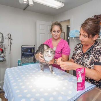 cat at the veterinarian