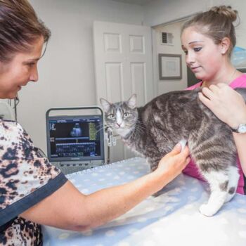 cat at the veterinarian