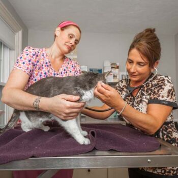 Vet examining a cat during a check-up at The Cat Clinic in Plymouth.