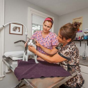 Veterinarian examining a cat at The Cat Clinic in Plymouth.