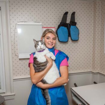 Cat at the Veterinarian